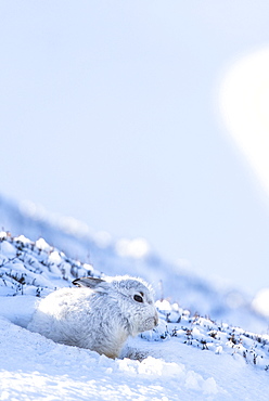 Mountain hare (Lepus timidus) sitting in snow, winter coat, Cairngroms National Park, Scottish Highlands, Scotland, United Kingdom, Europe