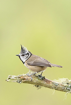 European crested tit (Lophophanes cristatus) sitting on tree branch, Cairngorms National Park, Scottish Highlands, Scotland, United Kingdom, Europe