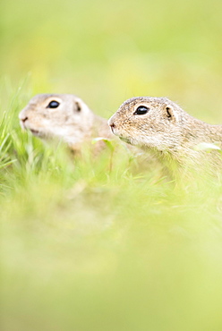 Susliks (Spermophilus citellus) in meadow, National Park Lake Neusiedl, Seewinkel, Burgenland, Austria, Europe