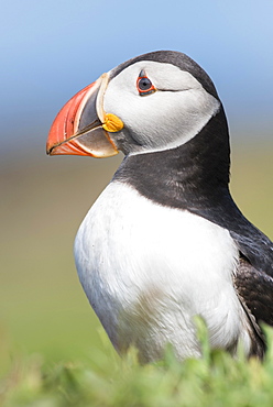 Puffin (Fratercula arctica), portrait, Lunga, Isle of Mull, Inner Hebrides, Scotland, United Kingdom, Europe