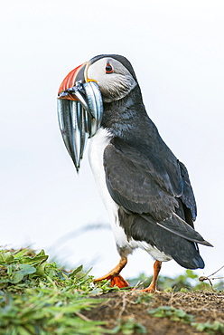 Puffin (Fratercula arctica), with fish in its beak, sand lance (AmmodytidaeI), Lunga, Isle of Mull, Inner Hebrides, Scotland, United Kingdom, Europe