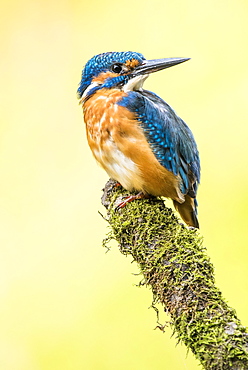 Kingfisher (Alcedo atthis) sitting on mossy branch, Lower Austria, Austria, Europe