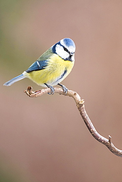 Blue Tit (Cyanistes caeruleus) sitting on branch, Lower Austria, Austria, Europe