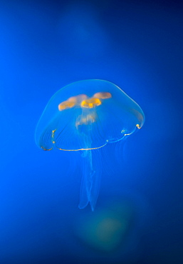 Jellyfish (Aurelia aurita), Spain, Europe