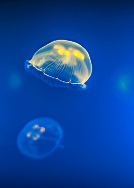 Jellyfish (Aurelia aurita), Spain, Europe