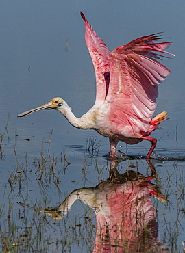 Roseate spoonbill (Platalea ajaja) walking in shallow water, Pantanal, Mato Grosso do Sul, Brazil, South America