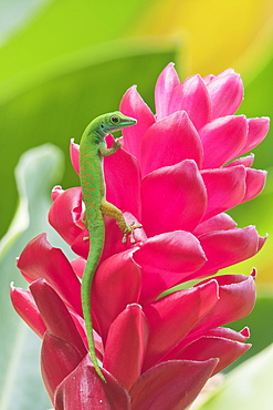 Small day gecko (Phelsuma astriata), Praslin, Seychelles, Africa