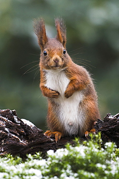 Eurasian red squirrel (Sciurus vulgaris) in winter, Emsland, Lower Saxony, Germany, Europe