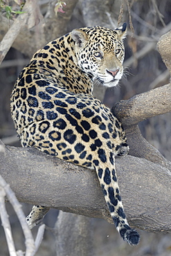 Young Jaguar (Panthera onca) in a tree, Cuiaba river, Pantanal, Mato Grosso, Brazil, South America