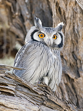 Southern white-faced owl (Ptilopsis granti), Kgalagadi Transfrontier National Park, North Cape, South Africa, Africa