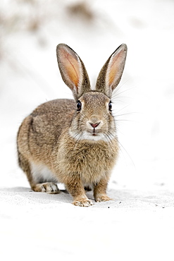 European rabbit (Oryctolagus cuniculus) in Sand Dune, National Park Vorpommersche Boddenlandschaft, Mecklenburg-Western Pomerania, Germany, Europe