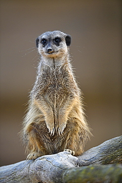 Meerkats (Suricata suricatta), kitten, vigilant, captive