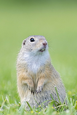 European ground squirrel (Spermophilus citellus) in a meadow, Lower Austria, Austria, Europe