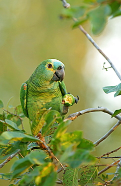 Blue-fronted amazon (Amazona aestiva) eats fruit, Pantanal, Brazil, South America