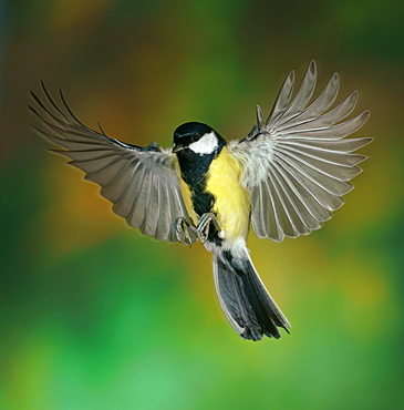 Great Tit (Parus major) in flight, Hesse, Germany, Europe