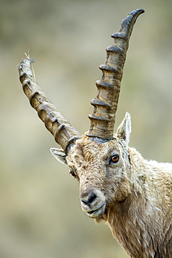 Alpine Ibex (Capra ibex), male, Franz-Josefs Hohe, Hohe Tauern National Park, Carinthia, Austria, Europe