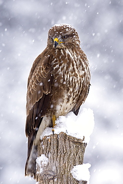 Buzzard (Buteo buteo) in the snow, Tyrol, Austria, Europe