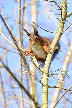 Red squirrel (Sciurus vulgaris), between branches, North Rhine-Westphalia, Germany, Europe