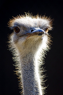 Ostrich (Struthio camelus), portrait, captive, Germany, Europe