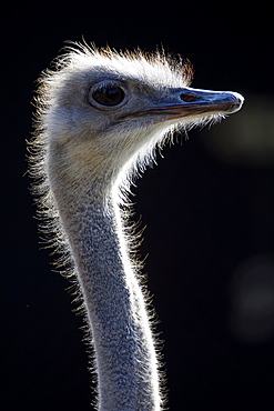 Ostrich (Struthio camelus), portrait, captive, Germany, Europe