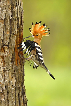 Hoopoe (Upupa epops) approaching Breeding Cave, National Park Kiskunsag, Hungary, Europe