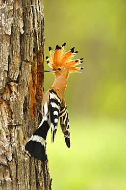 Hoopoe (Upupa epops) with feed at brood cave, Kiskunsag National Park, Hungary, Europe