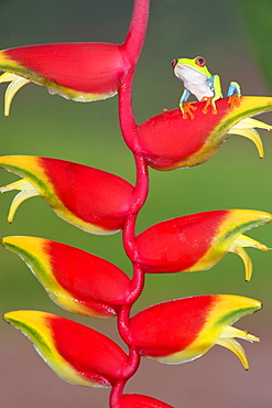 Red-eyed Tree Frog (Agalychnis callydrias) on lobster claw (Heliconia rostrata), Costa Rica, Central America