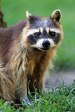 Raccoon (Procyon lotor), adult, portrait, alert, captive