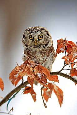 Tengmalm's owl (Aegolius funereus), adult on tree in winter, attentive, Zdarske Vrchy, Bohemian-Moravian Highlands, Czech Republic, Europe