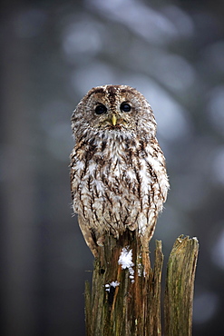 Tawny owl (Strix aluco), adult in winter on lookout, Zdarske Vrchy, Bohemian-Moravian Highlands, Czech Republic, Europe