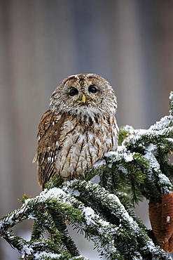 Tawny owl (Strix aluco), adult in winter on lookout, Zdarske Vrchy, Bohemian-Moravian Highlands, Czech Republic, Europe