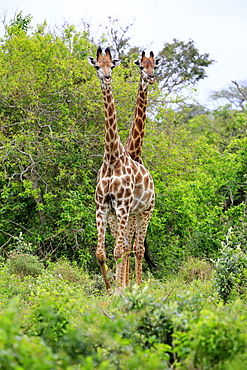 Cape giraffes (Giraffa camelopardalis giraffa), subadult, half-grown young animal, two, food search, Saint Lucia Estuary, Isimangaliso Wetland Park, Kwazulu Natal, South Africa, Africa