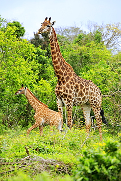 Cape giraffes (Giraffa camelopardalis giraffa), adult female with youngs, foraging, Saint Lucia Estuary, Isimangaliso Wetland Park, Kwazulu Natal, South Africa, Africa