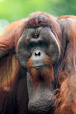 Orang Utan (Pongo pygmaeus), adult male on tree portrait, captive, occurrence Borneo