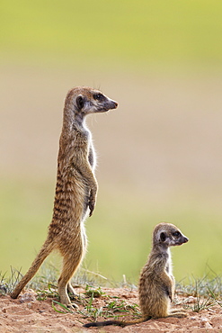 Suricate (Suricata suricatta), adult with young on the lookout, during the rainy season in green surroundings, Kalahari Desert, Kgalagadi Transfrontier Park, South Africa, Africa