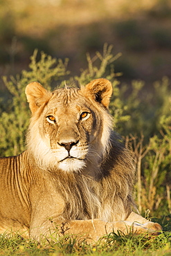 Lion (Panthera leo), male, resting, portrait, Kalahari Desert, Kgalagadi Transfrontier Park, South Africa, Africa