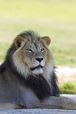 Lion (Panthera leo), black-maned Kalahari male, resting, rainy season with green surroundings, portrait, Kalahari Desert, Kgalagadi Transfrontier Park, South Africa, Africa