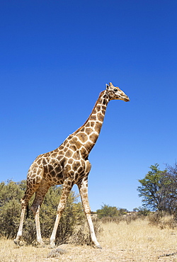 Southern Giraffe (Giraffa giraffa), aged male, Kalahari Desert, Kgalagadi Transfrontier Park, South Africa, Africa