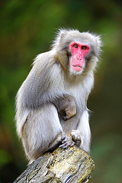 Japanese macaque (Macaca fuscata) sits on tree trunk, captive