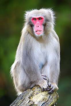 Japanese macaque (Macaca fuscata) sits on tree trunk, captive