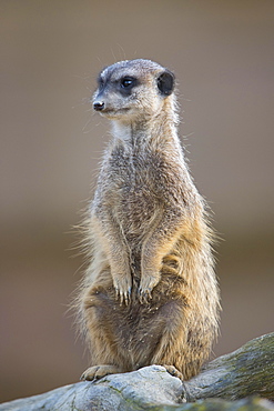 Meerkat (Suricata suricatta), young, captive