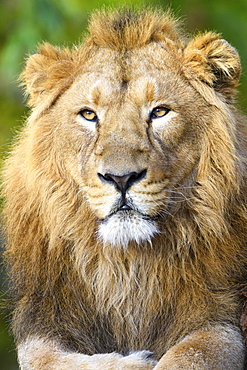 Asiatic Lion (Panthera leo persica), dormant, portrait, captive