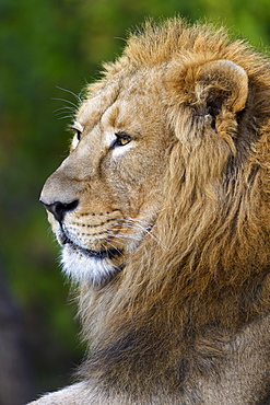 Asiatic Lion (Panthera leo persica), dormant, portrait, captive