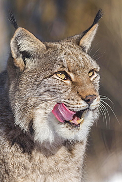 Eurasian lynx (Lynx lynx), portrait, licking its mouth, captive, North Rhine-Westphalia, Germany, Europe