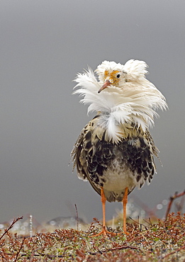 Ruff (Philomachus pugnax) in nuptial plumage, courtship, Varanger Peninsula, Norway, Europe