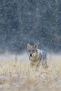 Gray wolf (Canis lupus), runs across a meadow in heavy snowfall, National Park Little Fatra, Slovakia, Europe