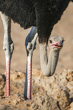 Common ostrich (Struthio camelus) with head down, Kgalagadi Transfrontier Park, Northern Cape Province, South Africa, Africa