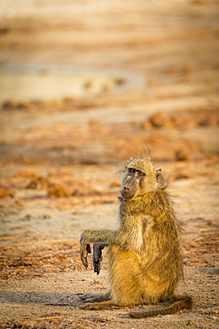 Chacma Baboon (Papio ursinus) sitting on the ground in the evening light, Chobe National Park, Chobe River, Botswana, Africa