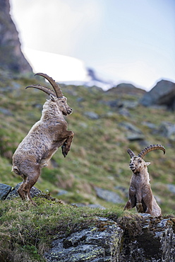 Alpine ibex (Capra ibex), also steinbock or Ibex, fighting for rank, High Tauern National Park, Carinthia, Austria, Europe