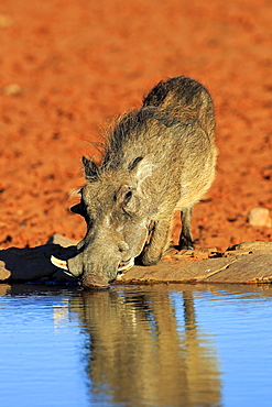 Warthog (Phacochoerus aethiopicus), adult, at the waterhole, drinking, Tswalu Game Reserve, Kalahari Desert, North Cape, South Africa, Africa